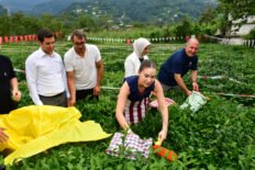 Ece Mumay Arhavi’de Çay Topladı